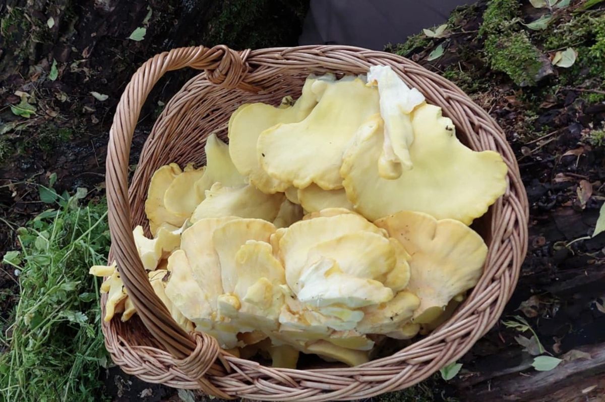 Gombaszedés május közepén – Sárga gévagombákat találhatunk vadcseresznyéken és fűzfákon.