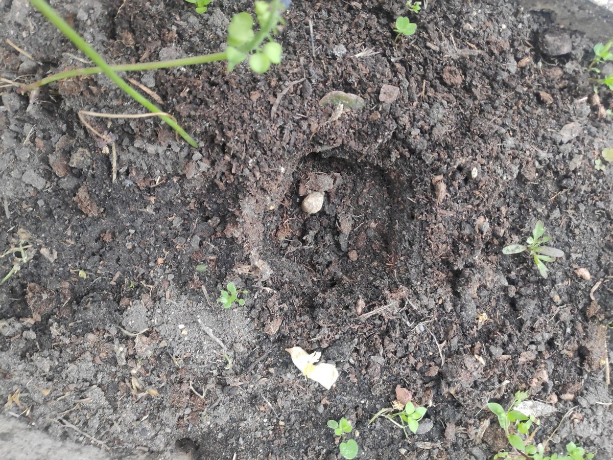 A virágokat gyökerestül kiásták és ellopták 4 nap után
