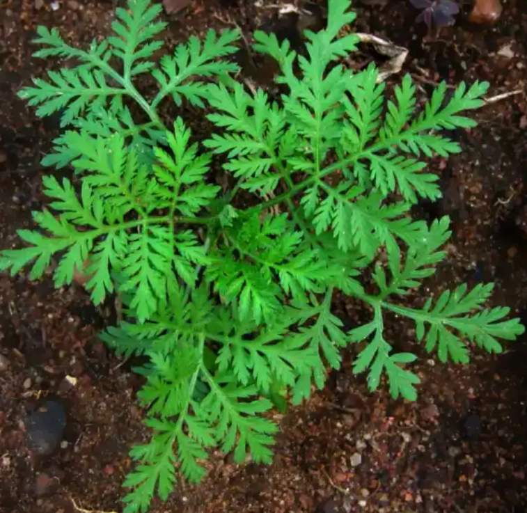 Egynyári üröm (Artemisia annua) nevű gyógynövény miatt hívták vissza a gyógyteát.