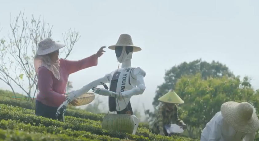 Guangdong festői teaültetvényein a munkások között megjelent egy új szereplő: Xunxiao, a teaszedő robot.