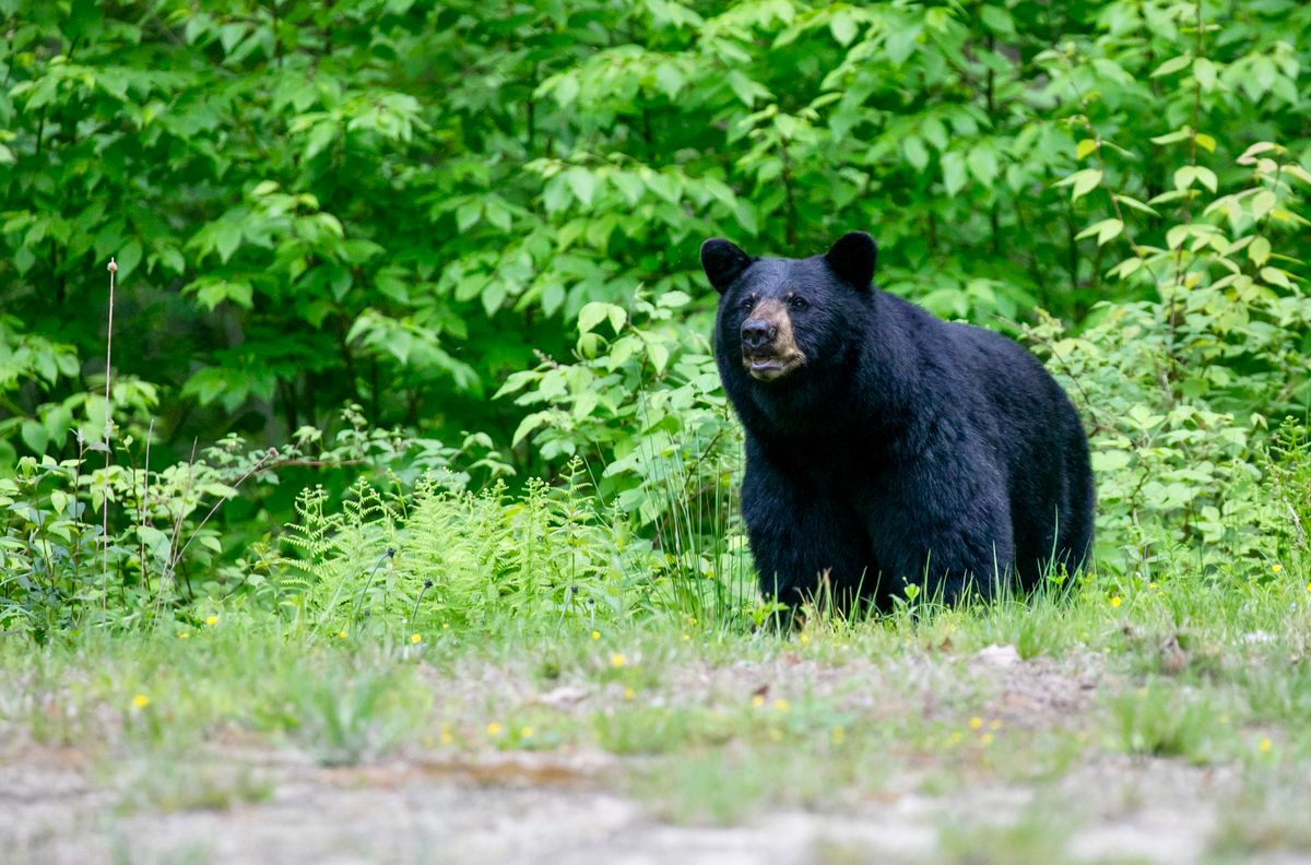 Black Bear Foraging in the Woods In Massachusetts
medvetámadás