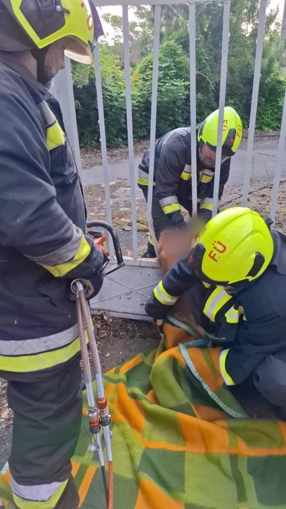 Feszítővágó segítségével tudták kiszabadítani az őzet