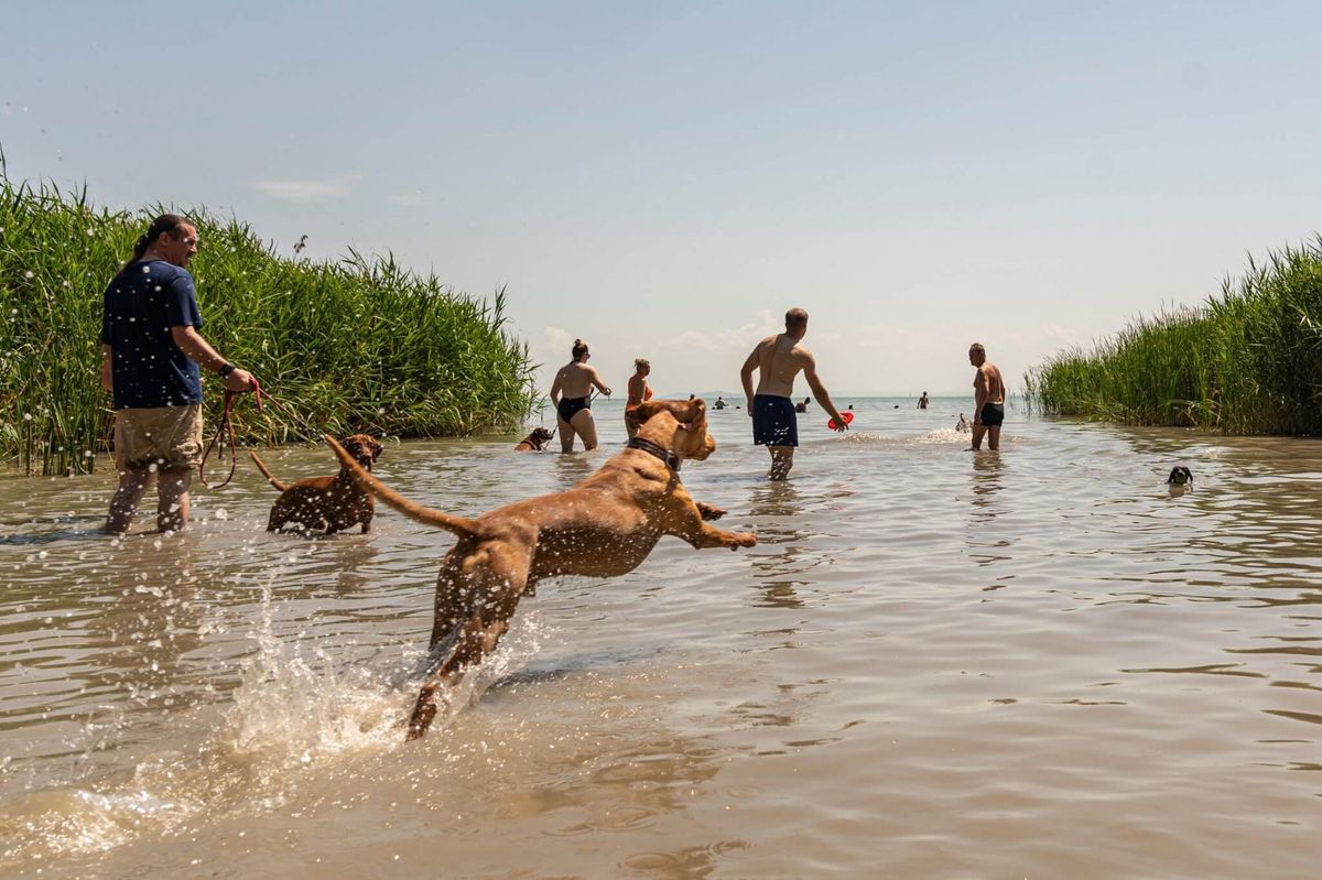 A Balaton kutyás strandjainak listája