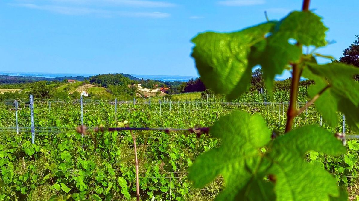 Bor, élmény, Balaton – íme a borkedvelők paradicsoma.