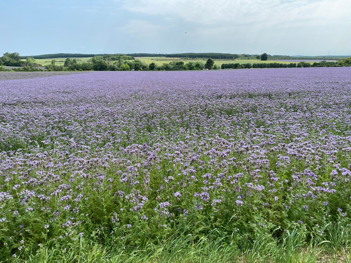 Szelfizésre csábít a facéliatábla a Balaton-felvidéki település határában.