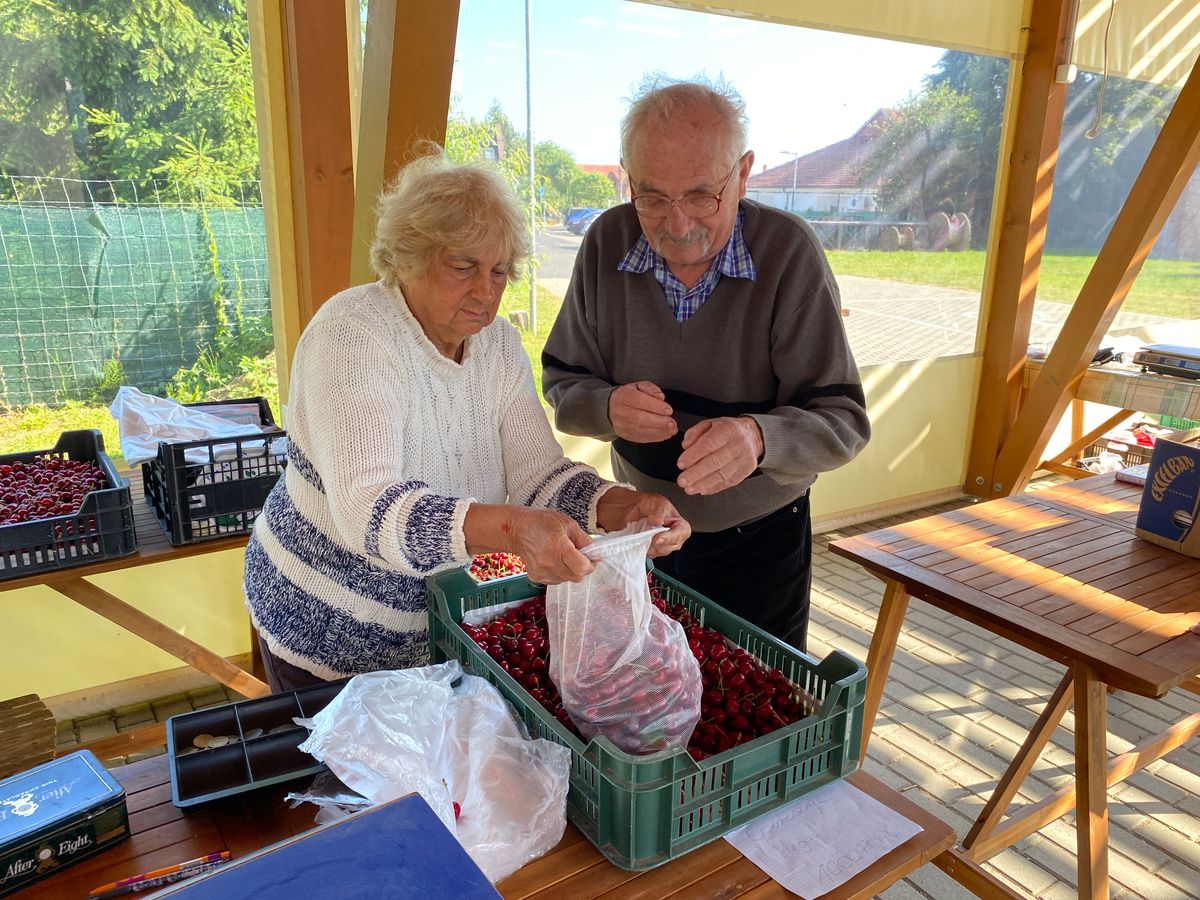 Csetényi cseresznye a Zirci Piacon. Molnárék szívesen adnak belőle kóstolót a vevőknek.