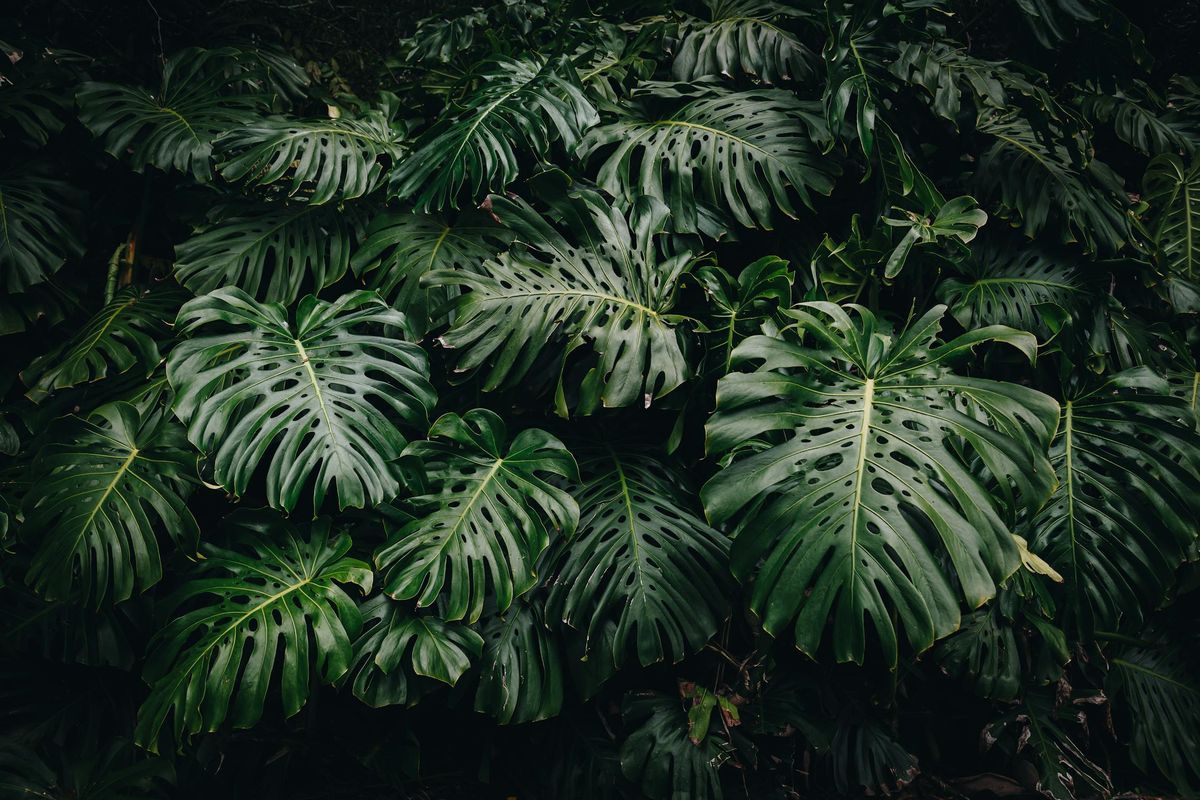 Filodendron