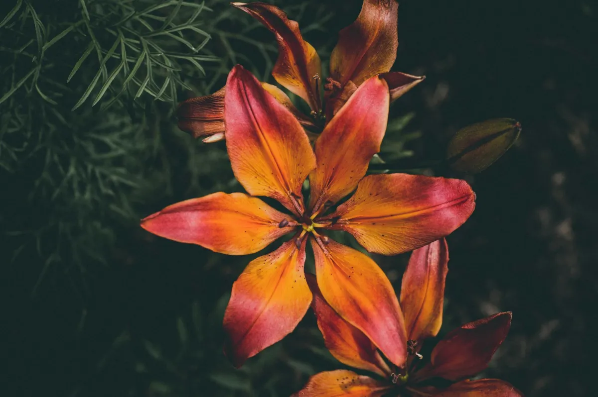 Liliom