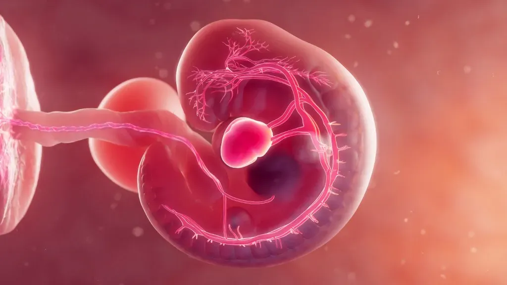 Emberi szív próbál életben tartani egy egy állatot Fotó:SEBASTIAN KAULITZKI/SCIENCE PHOT / SKX/origo