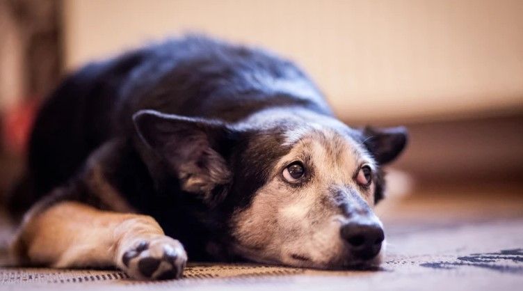 Állatkínzás: légfegyverrel lőtt meg egy ártatlan ebet