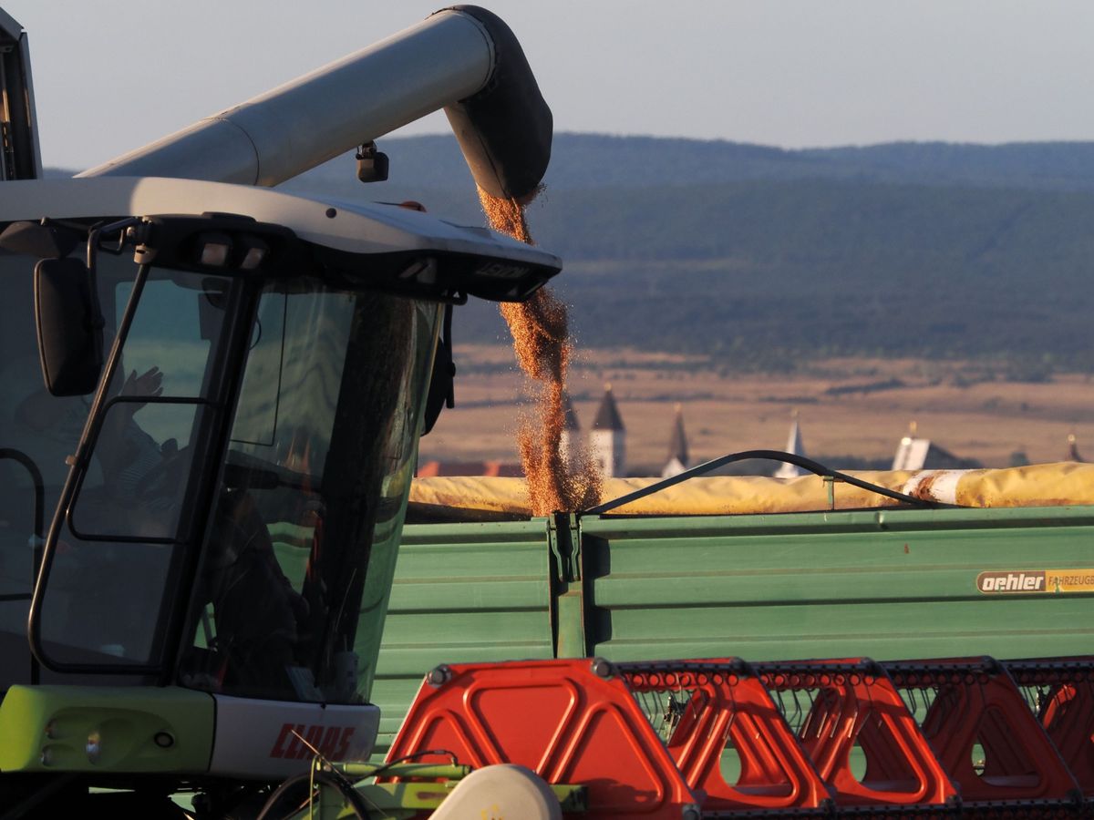 Megkezdték az aratást: vegyesek a kilátások