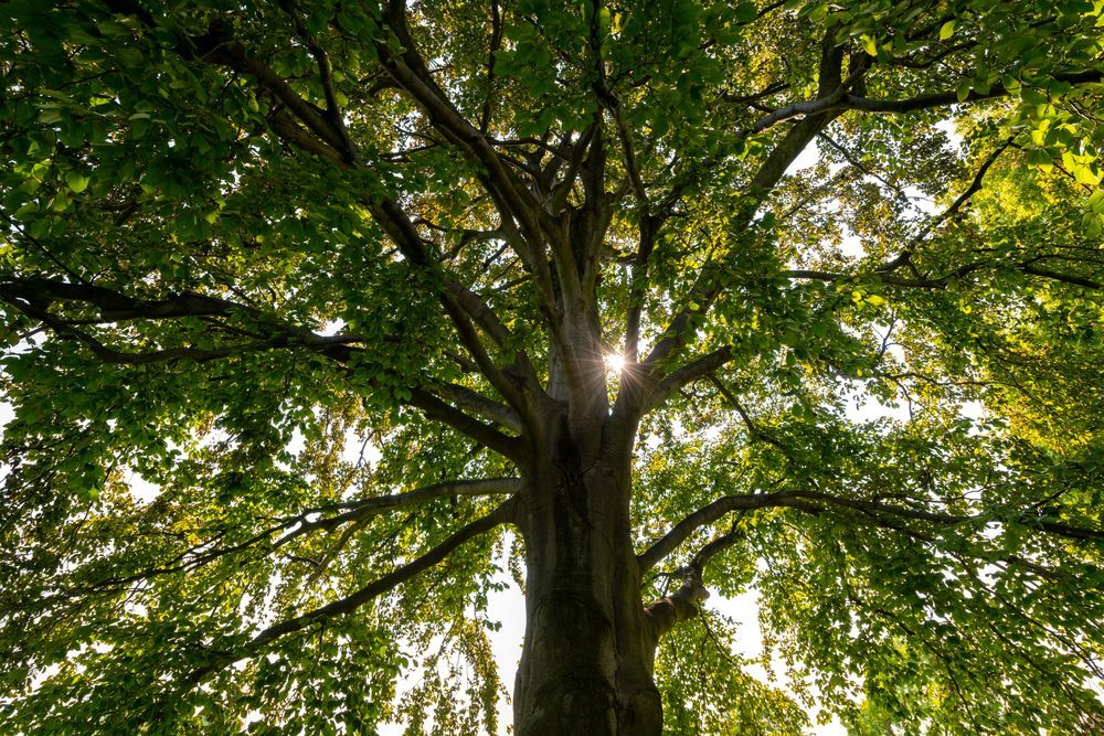 Hűti a levegőt a platán fa Fotó: PHOTOGRAPHY IS ON / Shutterstock/ köpönyeg.hu