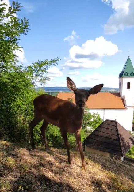 Csodaszarvas jelent meg a Bakonyban - Magyarpolány Kálvária