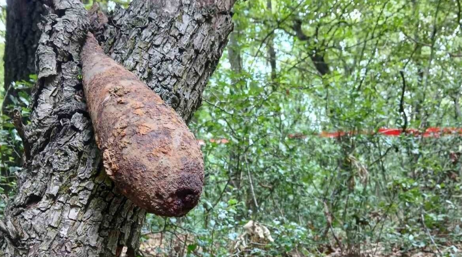Bombát találtak egy fa belsejében, évtizedek óta lapulhatott ott, a bomba szó szerint gyökeret ver