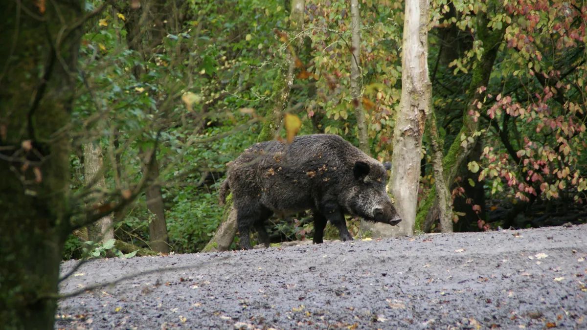 Vaddisznók tartják rettegésben a somlói borászokat: különleges szerkezet jelent meg a hegytetőn (fotók)