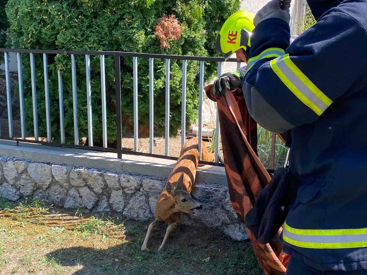 Őzet mentettek a tűzoltók a Balatonnál
