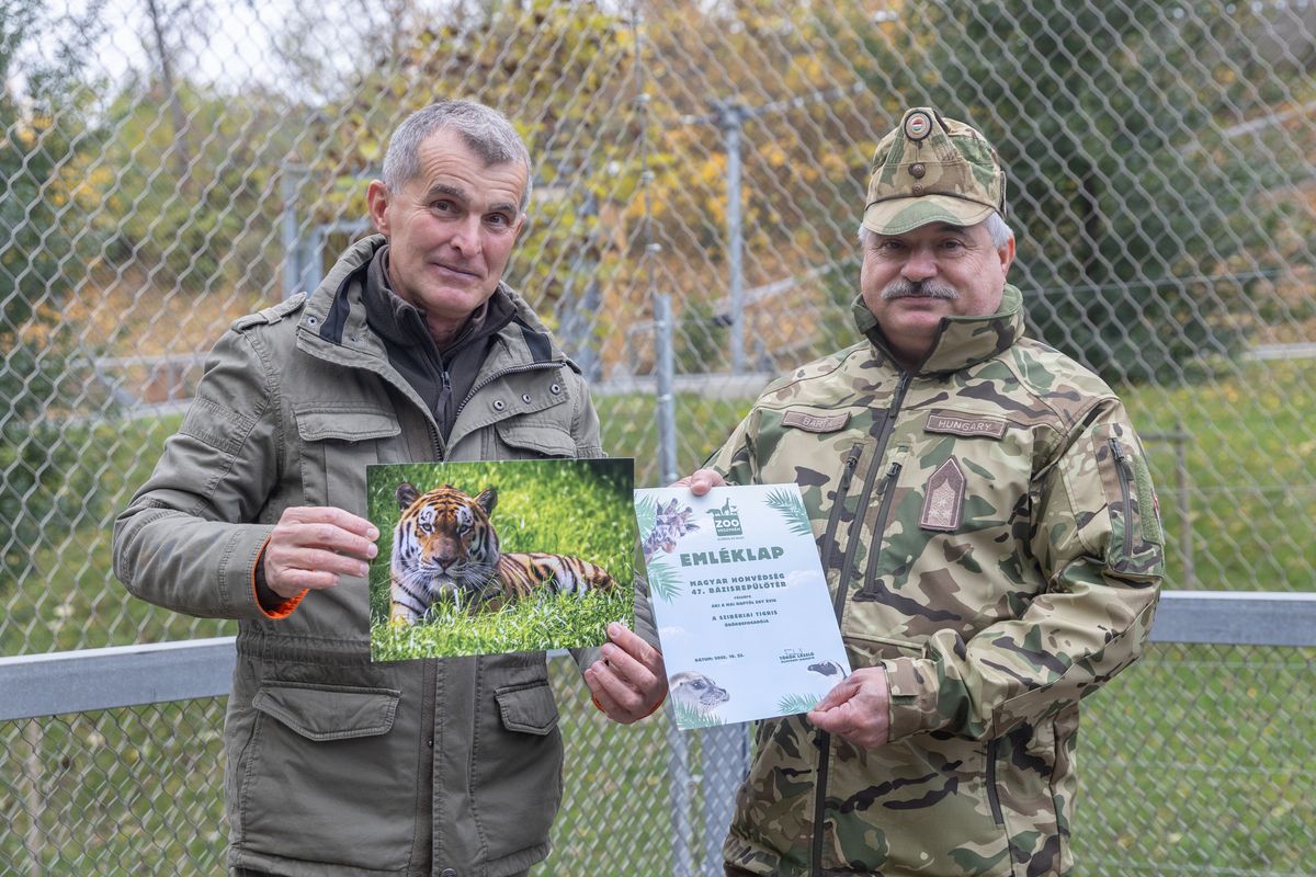 Szibériai tigris örökbefogadás a Veszprémi Állatkertben