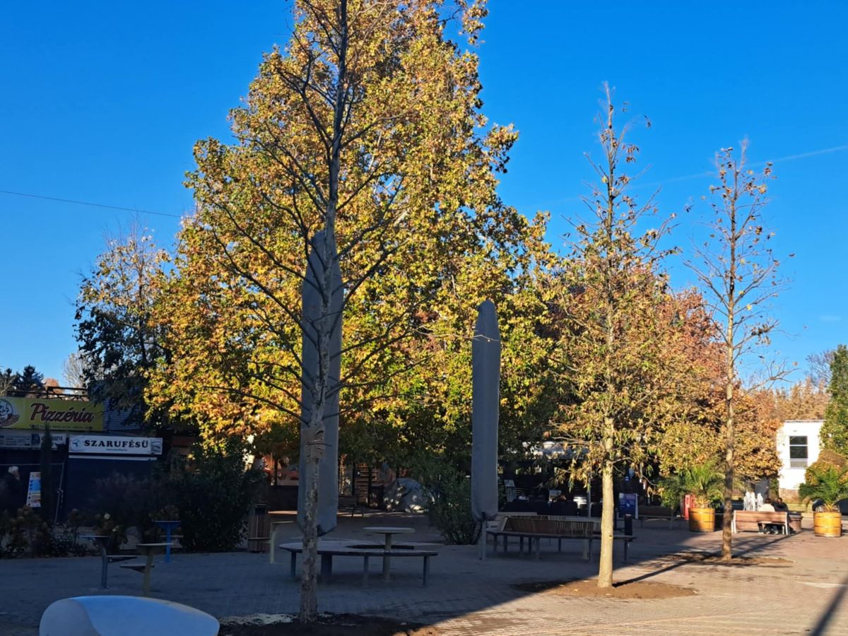 Koros platánokat várásoltak a belvárosi fásítás céljából
