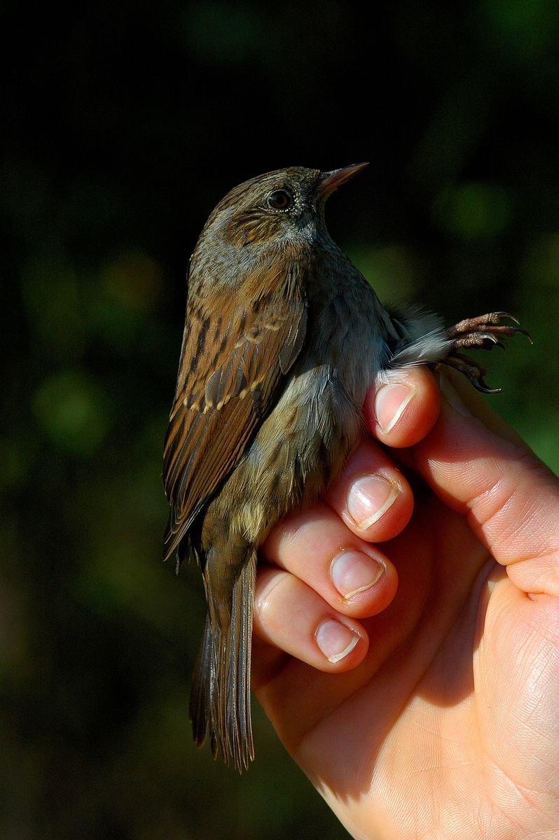 Fotó: ifj. Vasuta Gábor