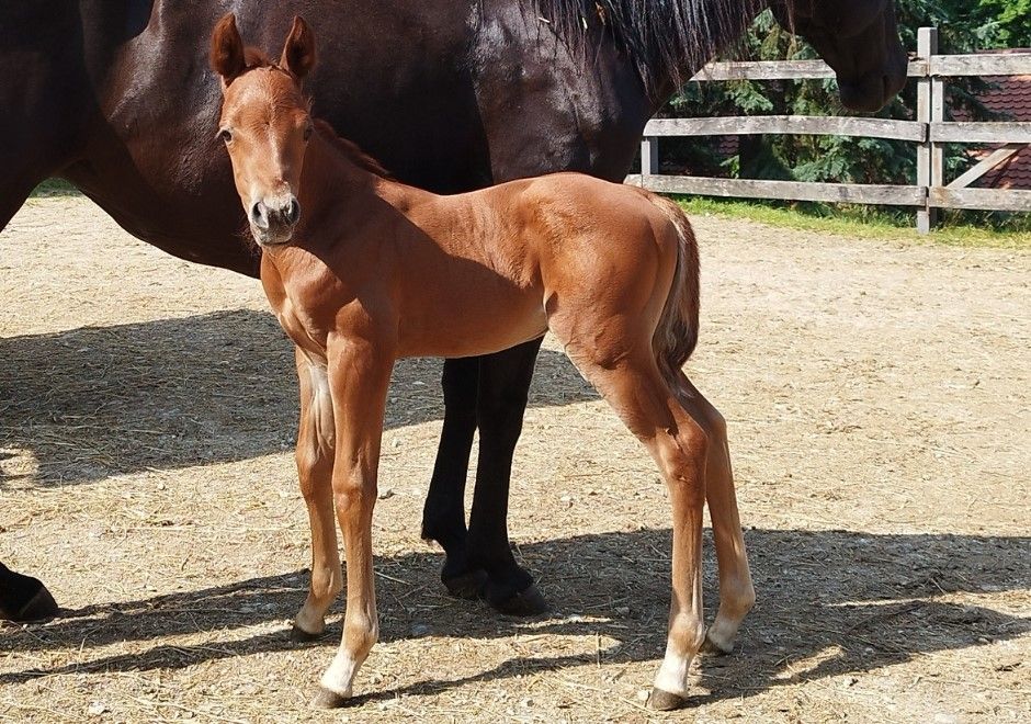 Szépalma Szikrát is megismerhetjük a bakonyi ménesbirtokon.