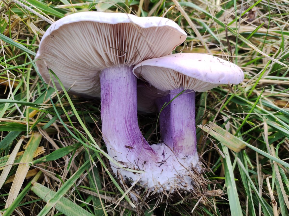 A bakonyi gomba a természet ajándéka, a lilatönkű pereszke például télen is szedhető, gombapaprikásnak kiváló. 