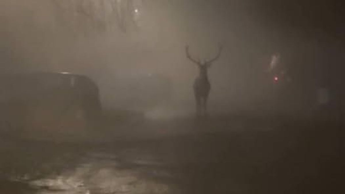 "Csodaszarvast" láttak Gyulafirátóton (+ videó)