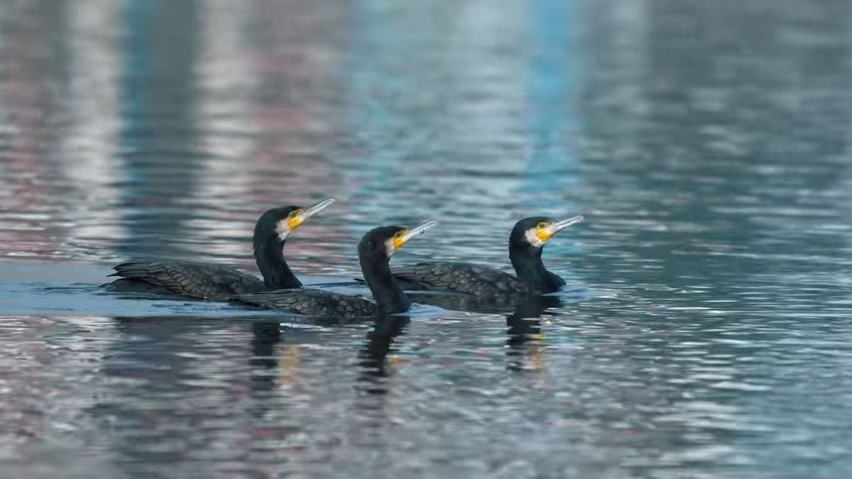 Vita a Balatonnál: szükséges beavatkozás vagy túlzó madárgyérítés? (videó)
