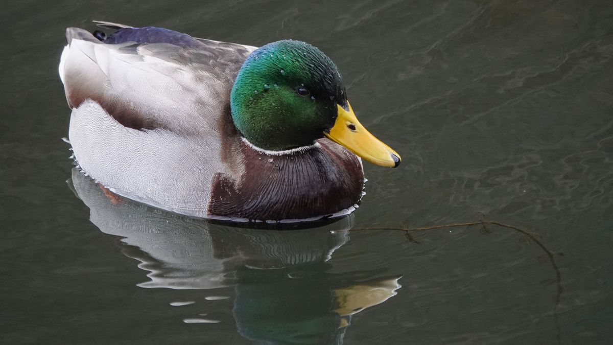 A tél nyugalma a veszprémi Csónakázó-tó partján (galéria + videó)