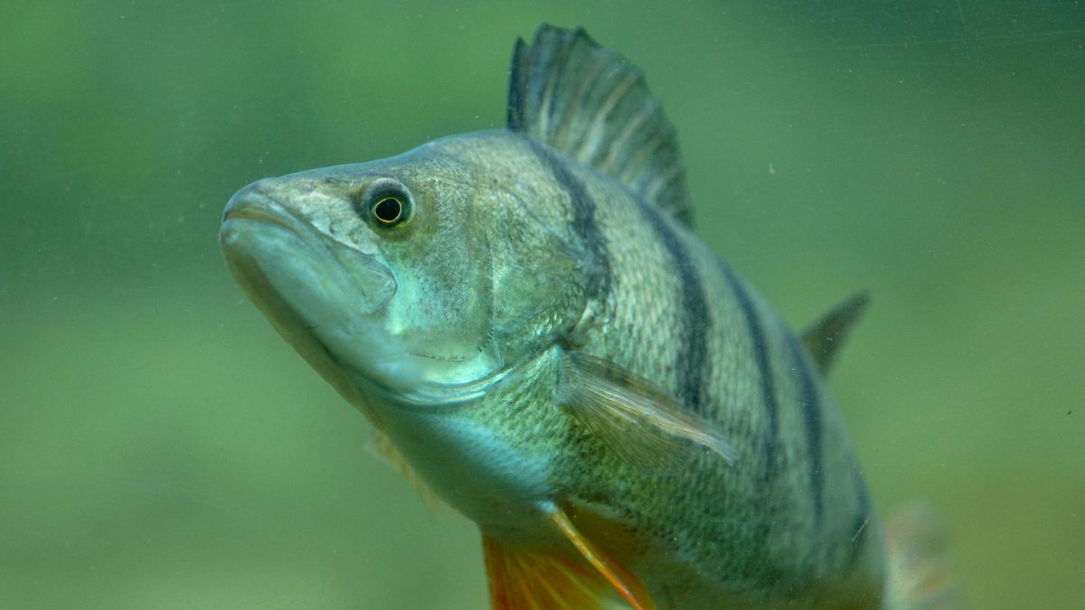 Mi okozza a téli halpusztulást a Balatonban?