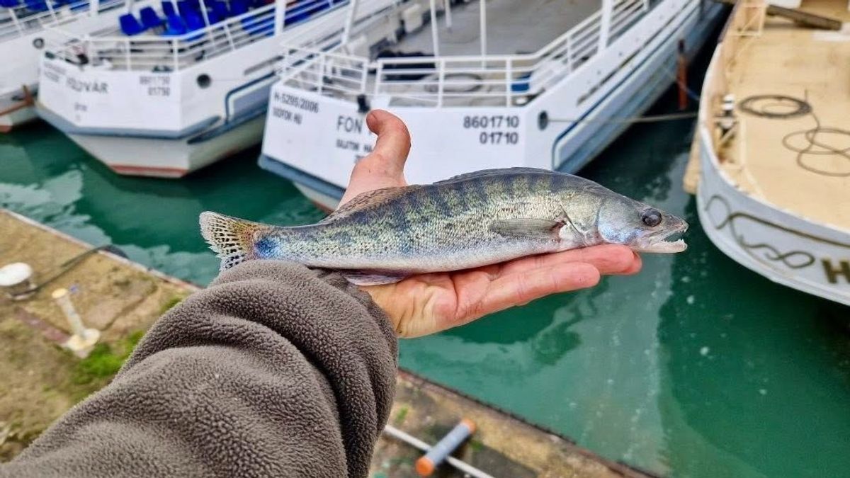 Balatoni haltelepítés: 578 kg egy- és kétnyaras süllőt engedtek a tóba