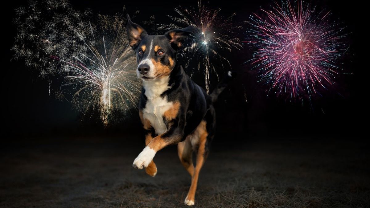Itt találod a szilveszteri időszakban állatokat mentő önkéntesek adatbázisát