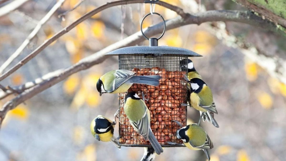 Téli madárles: számít, ha velünk számolsz! (videó)