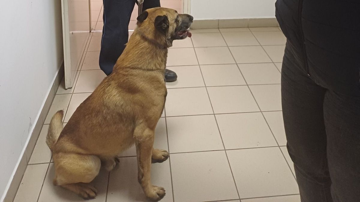 Rendőri intézkedés mentett meg egy kutyát Várpalota közelében