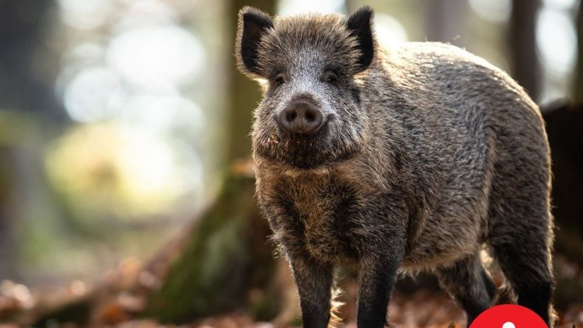 Januárban életveszélyessé válnak a bakonyi erdők (+ térképek) 