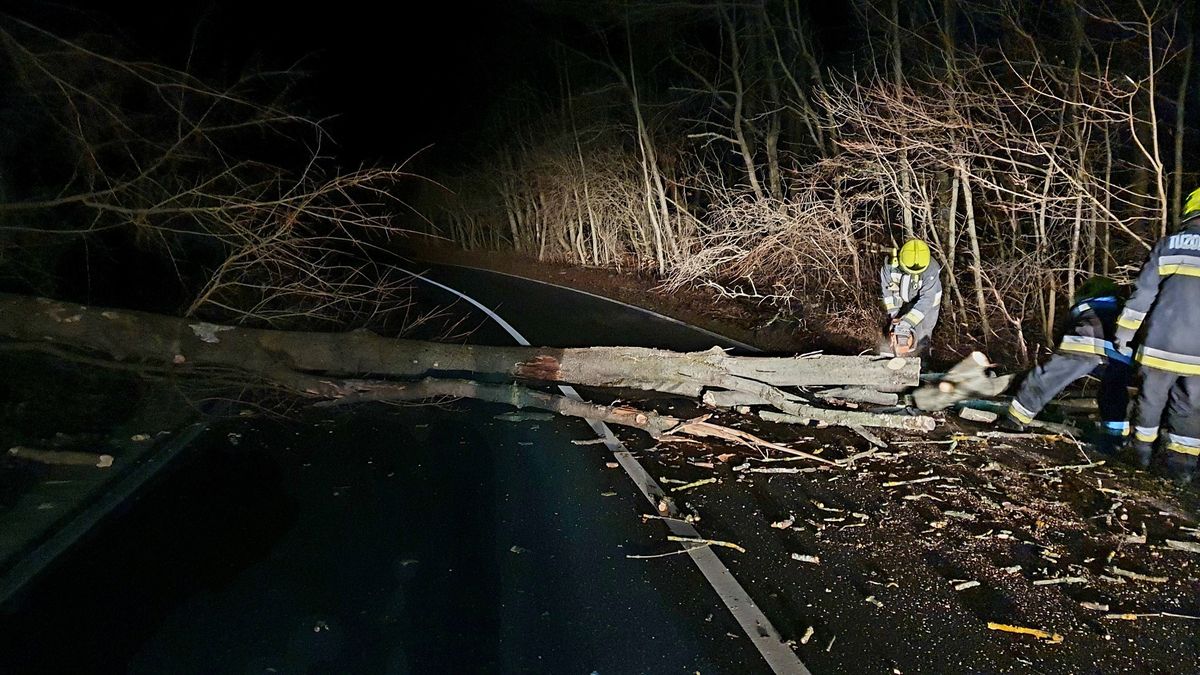 Kidőlt fához riasztották a zirci tűzoltókat
