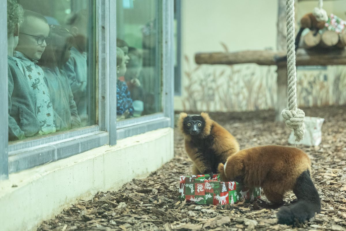 Az Állatok karácsonya alkalmából a Majomház lakói ajándékokban részesületek