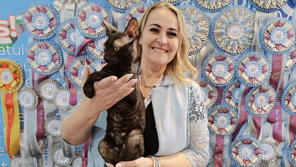 Elolvadsz tőlük: közel 100 világbajnok cica hódította meg Pápát (galéria)