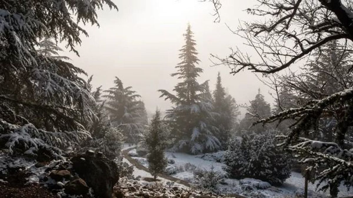 Fényfestés, séta és szabadulószoba várja a látogatókat a Folly Arborétumban