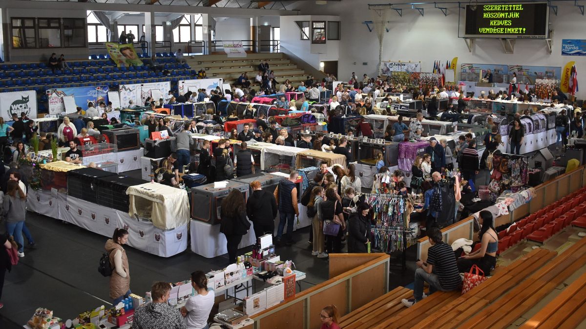 Tizenöt ország cicái érkeznek Pápára