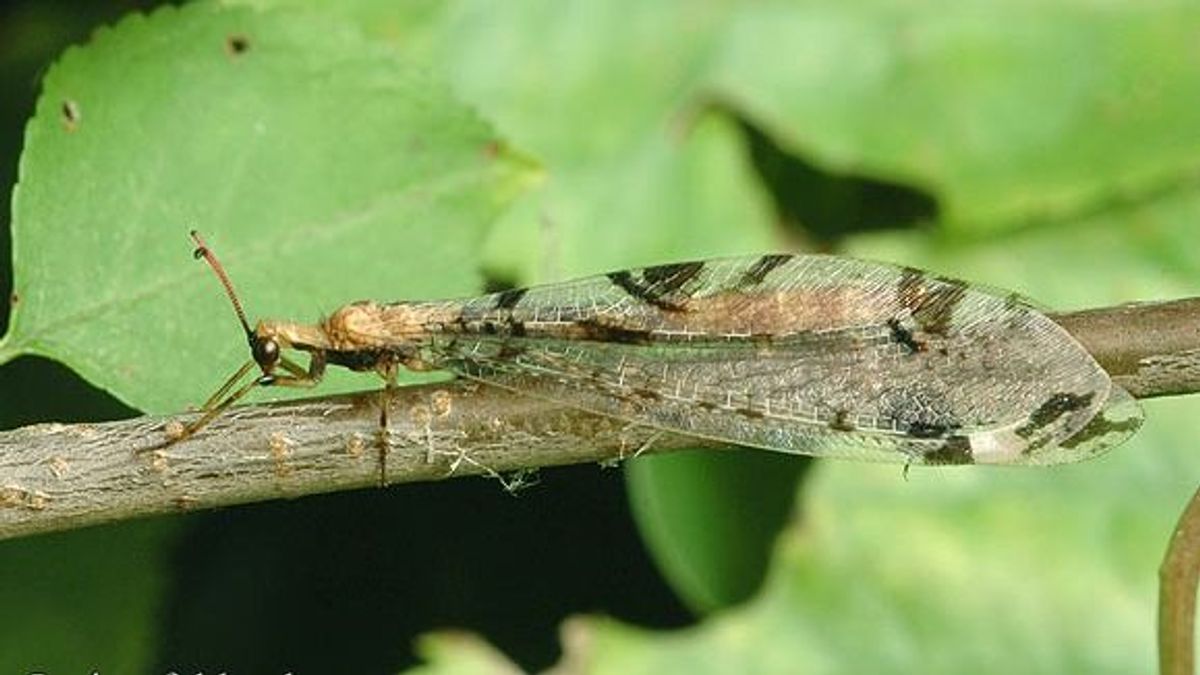 Íme a 2026-os év rovara! Egy kevéssé ismert faj került reflektorfénybe