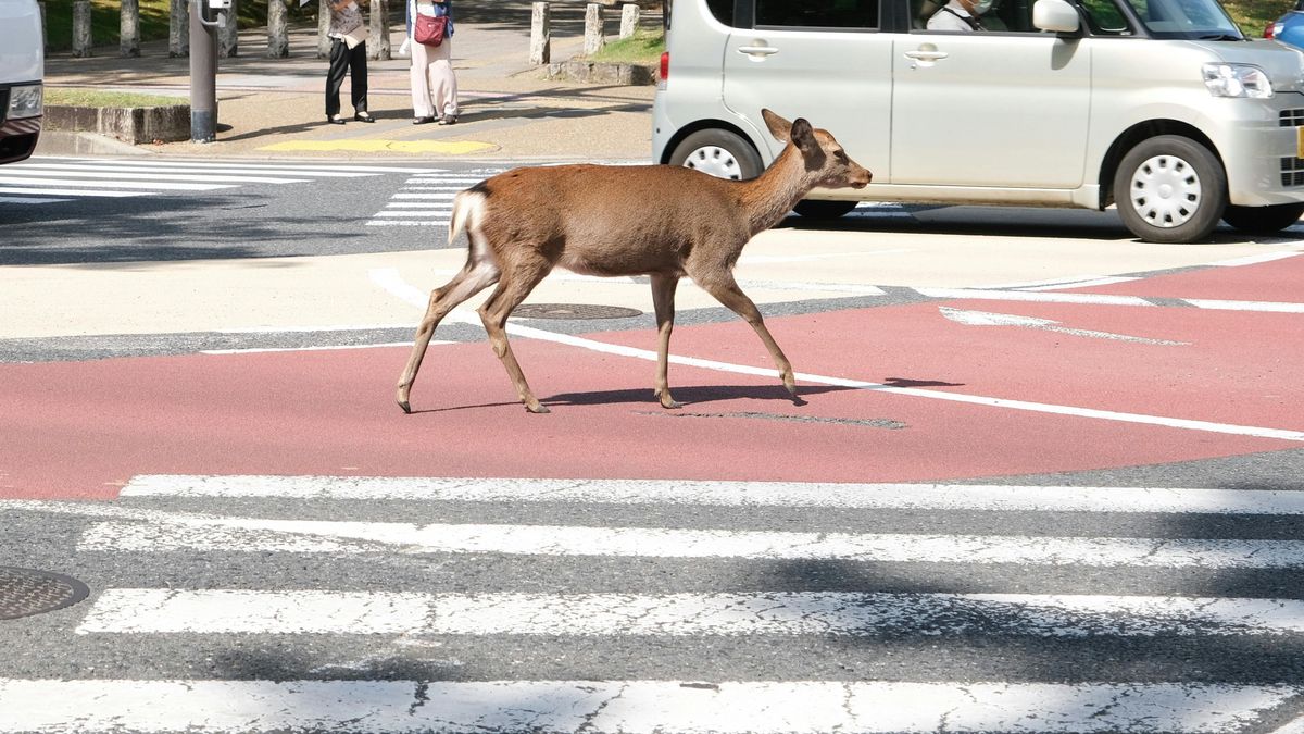 Döntöttek arról, kinek kell foglalkoznia a településeken megjelenő vadakkal