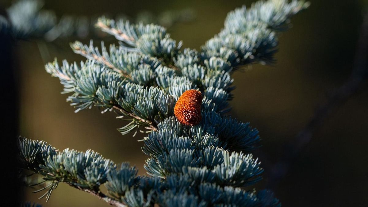 Minden hónapra egy különleges növény az arborétumból