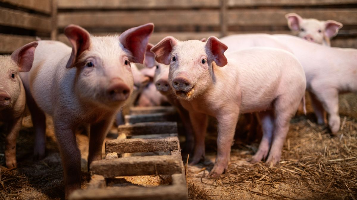 Újabb elemmel bővült a sertéstartók és -tenyésztők támogatása