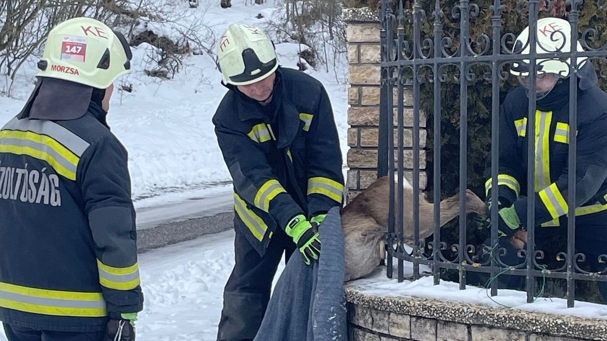 Jégen rekedtek, vízbe fagytak, bajba kerültek – Így mentik az állatokat a tűzoltók (fotók + videó)