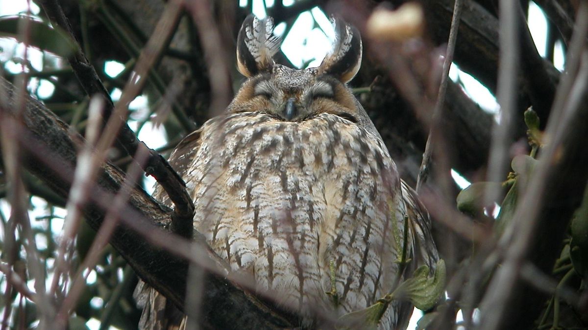 Gyülekeznek az erdei fülesbaglyok