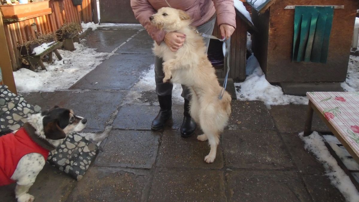 Megható összefogás a mentett állatokért