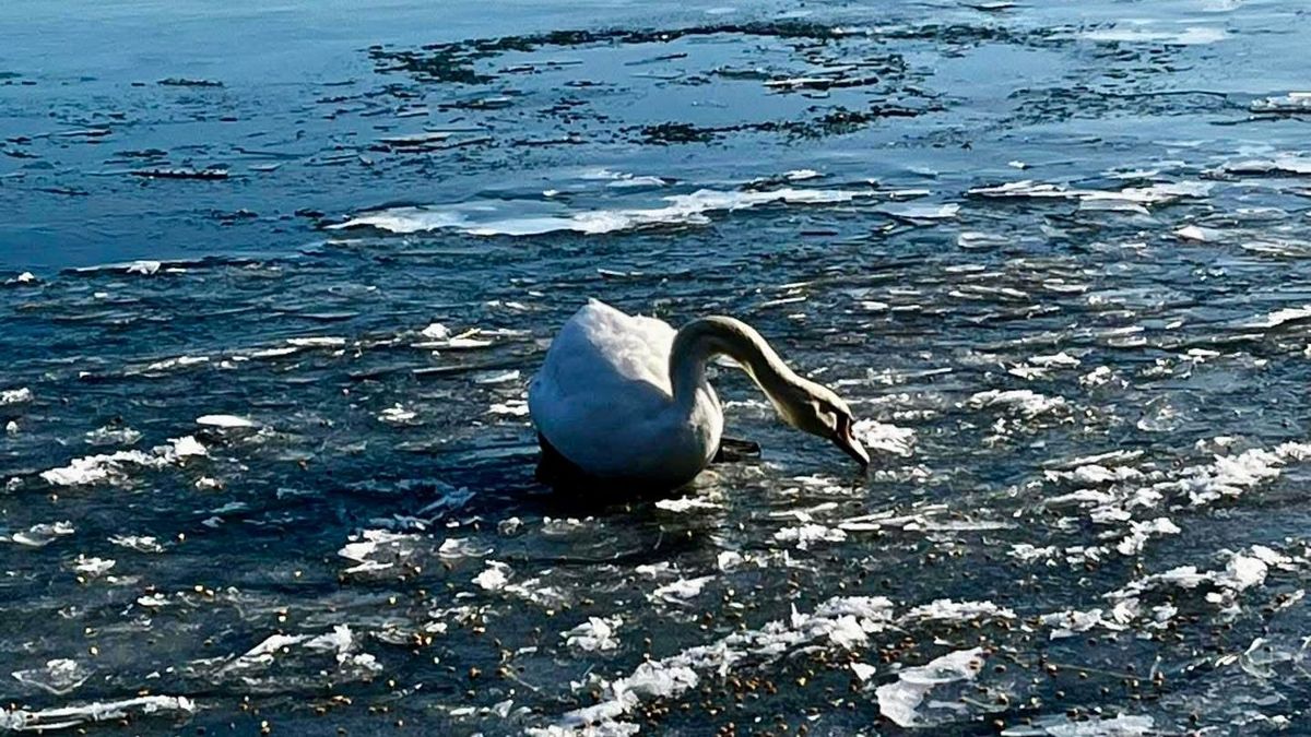 Bajban vannak a nagy hideg miatt a vízimadarak, segítsünk nekik!
