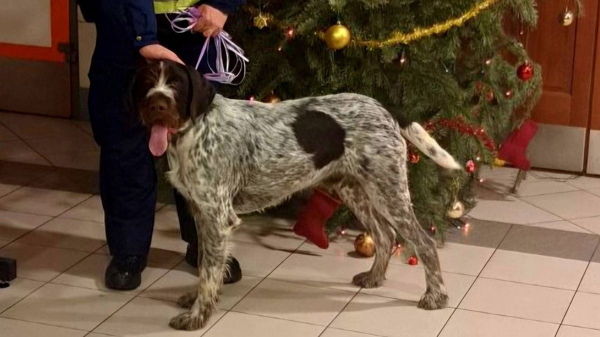 Rendőri segítséggel jutott haza a szilveszterkor ijedtében világgá szaladt német vizsla