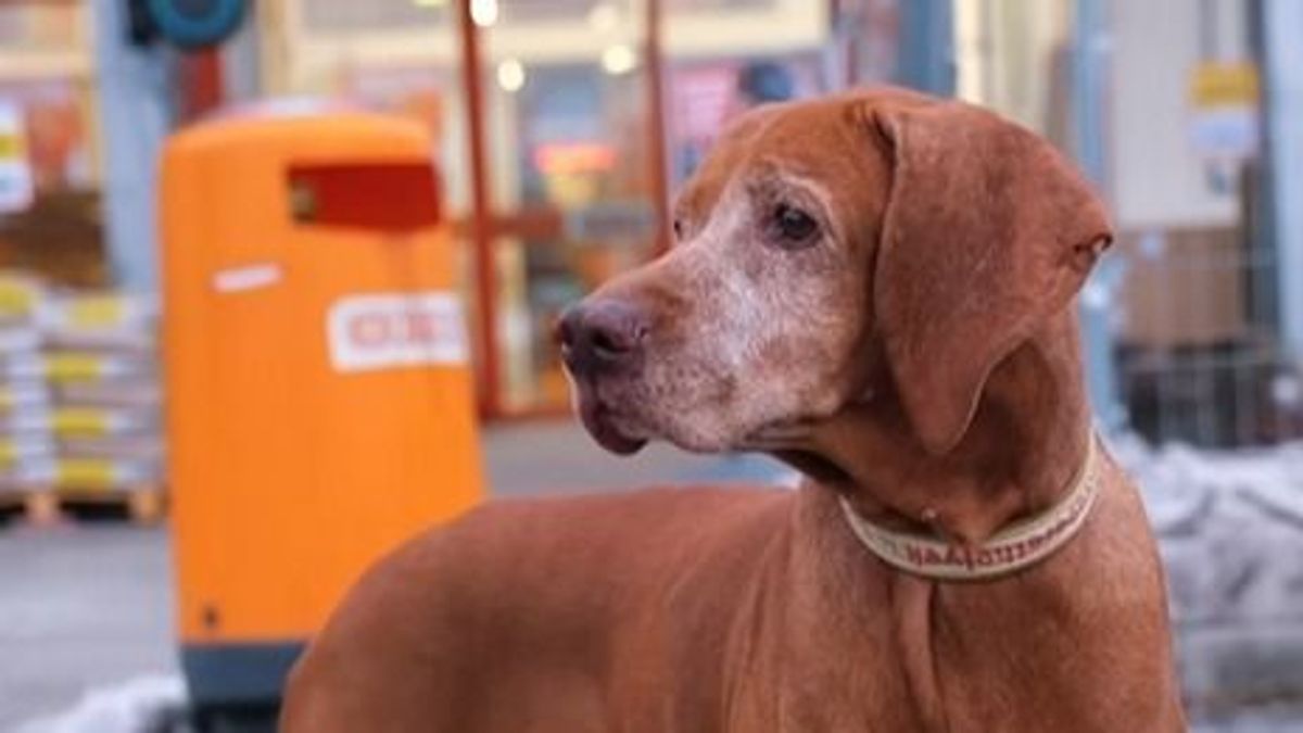 Az OBI áruházak Magyarországon már hivatalosan is kutyabarát helyek (+videó)