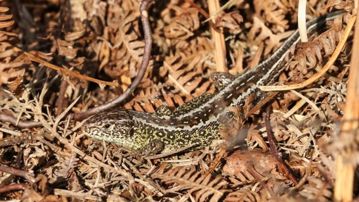 Eltűnőben van a magyar tájból a klímaváltozás egyik csendes vesztese